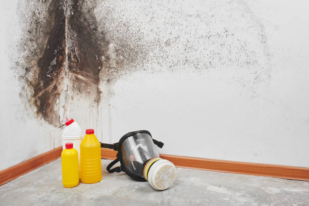 Best Same-Day Mold Removal  in Hohenwald, TN