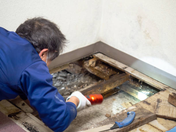 Best Commercial Mold Removal  in Hohenwald, TN