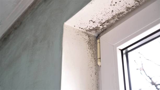 Certified Mold Removal in Hohenwald, TN