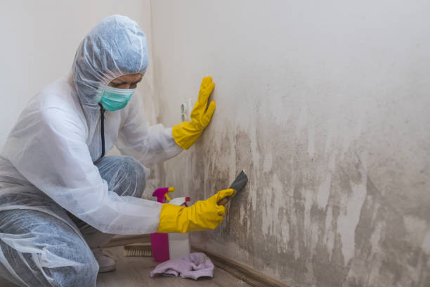 Best Mold Removal Specialists  in Hohenwald, TN