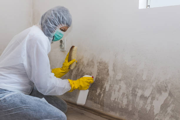Best Mold Remediation  in Hohenwald, TN