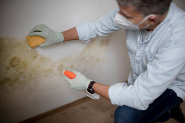Professional Mold Removal in Hohenwald, TN