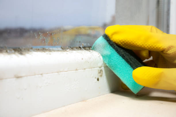 Best Mold Inspection  in Hohenwald, TN