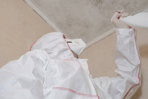 Best Certified Mold Removal  in Hohenwald, TN