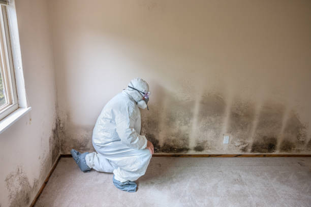 Best Mold Damage Repair  in Hohenwald, TN