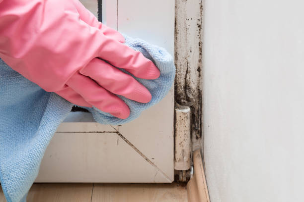 Mold Removal and Inspection in Hohenwald, TN