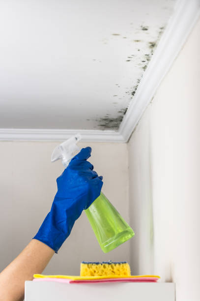 Best Certified Mold Removal  in Hohenwald, TN