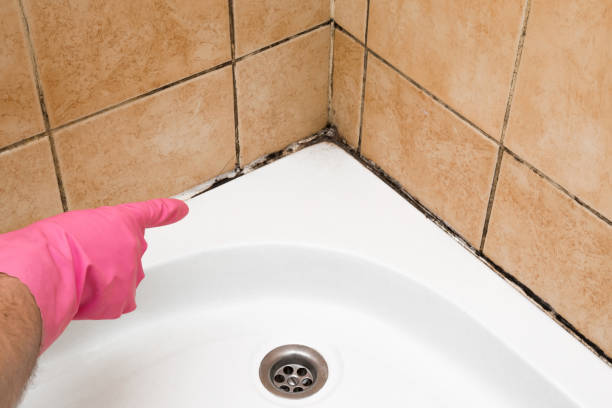 Best Office Mold Removal Services  in Hohenwald, TN